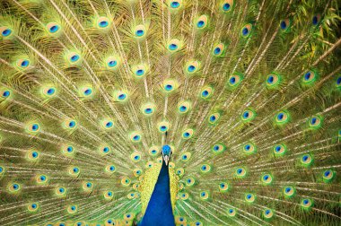 Peacock spread the tail feathers clipart