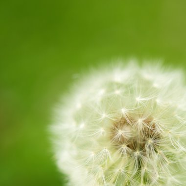 Close-up of white dandelion clipart