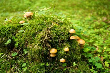 Many mushrooms growing in a forest clipart