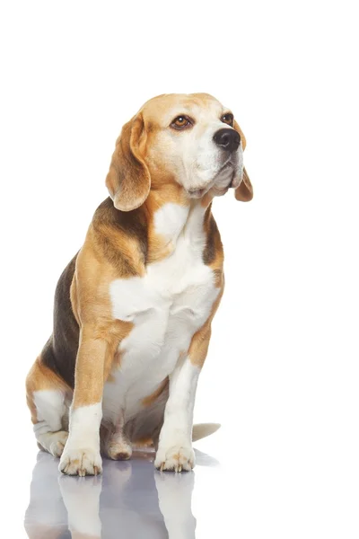 白い背景に隔離されたビーグル犬 — ストック写真