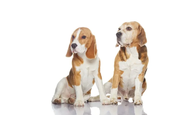 Dos perros beagle aislados sobre fondo blanco —  Fotos de Stock