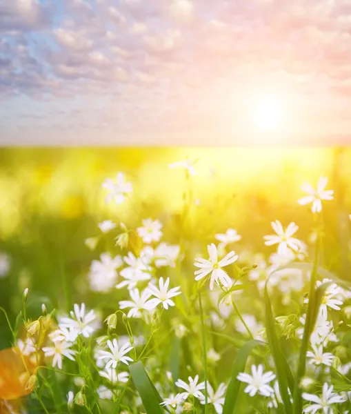Schöne Blumenwiese über bewölktem Himmel — Stockfoto