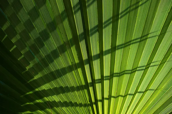 Palm leaf фону — стокове фото