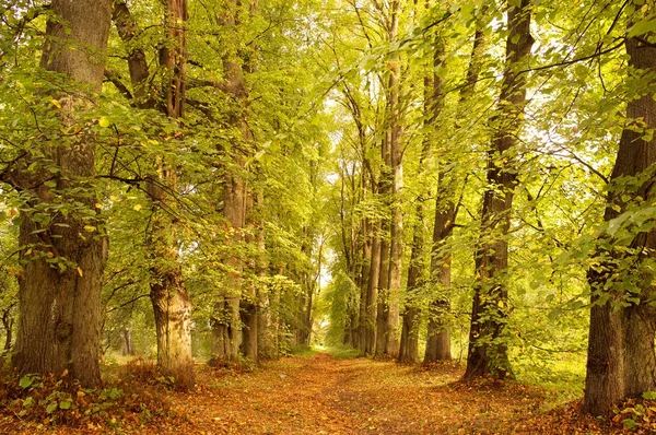 Sokakta bir sonbahar orman — Stok fotoğraf