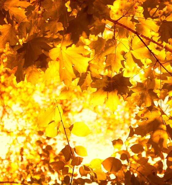 Herfst esdoorn bladeren — Stockfoto