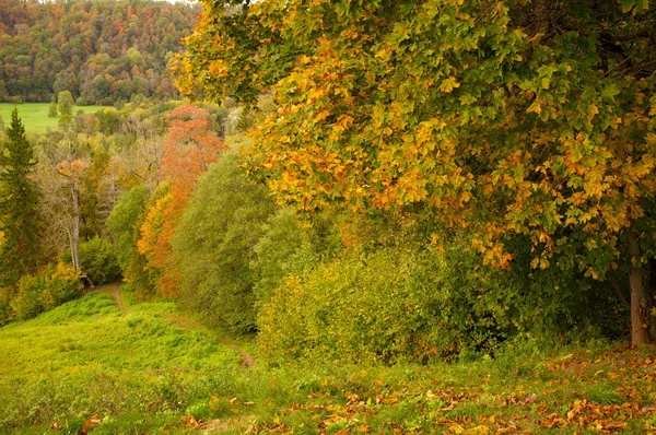 Schöner Herbstwald — Stockfoto