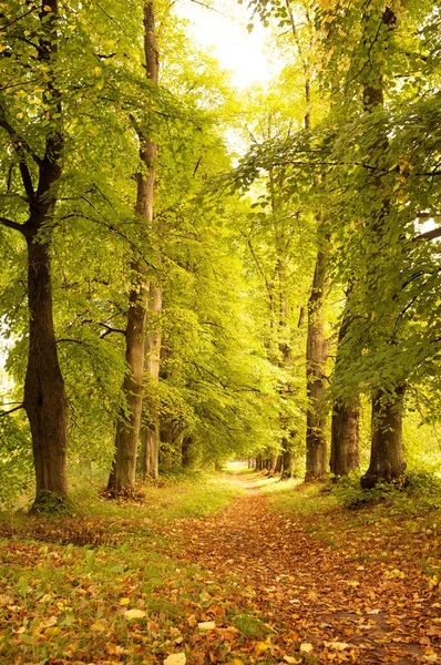 Aleja w lesie jesienią — Zdjęcie stockowe