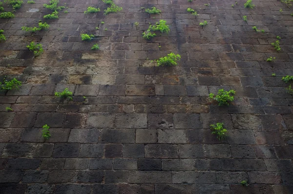 Oude muur met groene planten op het — Stockfoto