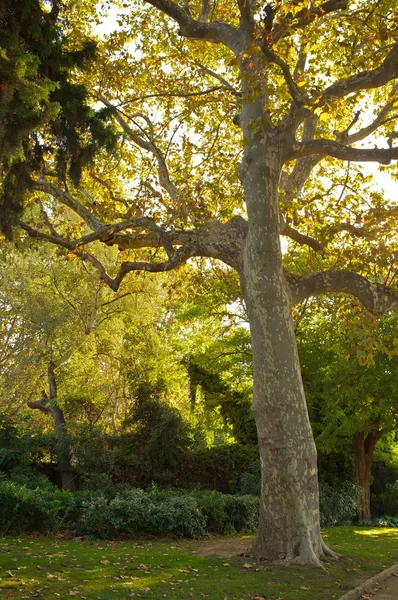 Старе дерево в парку — стокове фото