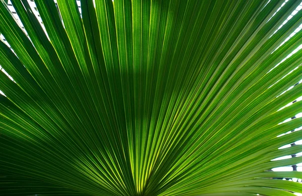 Palm leaf background — Stock Photo, Image