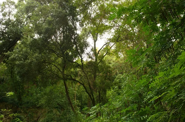 美しい熱帯林 — ストック写真