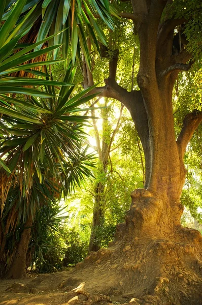 Alter Baum in einem tropischen Wald — Stockfoto