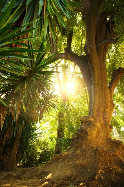 在热带森林中的老树 — 图库照片
