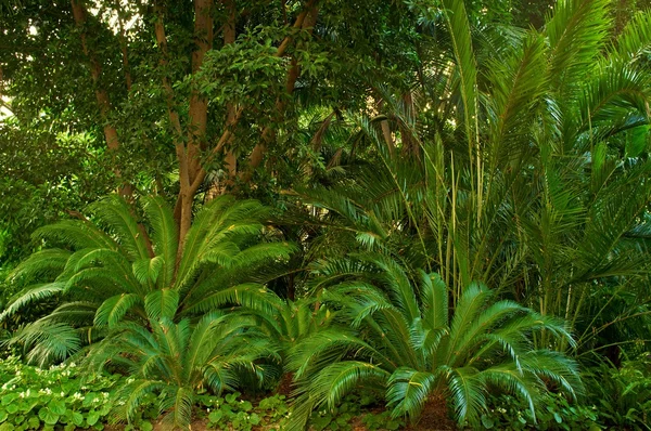 Güzel tropikal orman — Stok fotoğraf