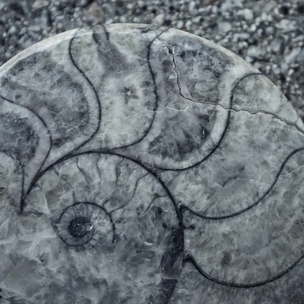 고 대 달팽이 껍질 배경 — 스톡 사진