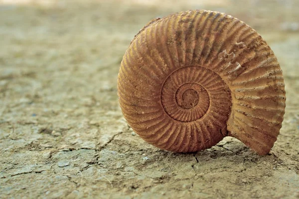 Concha de caracol antiguo — Foto de Stock