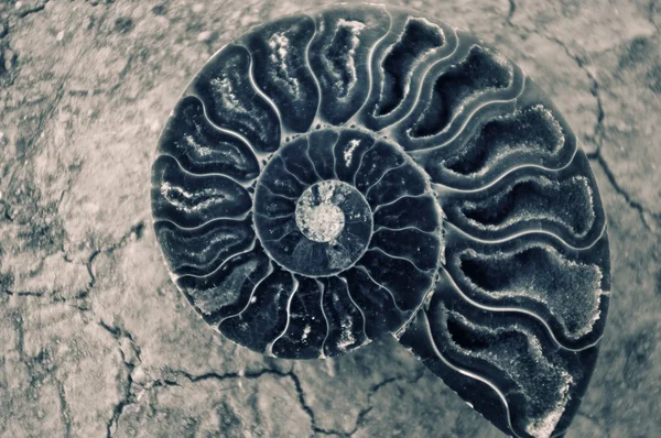 Antieke slak shell achtergrond — Stockfoto