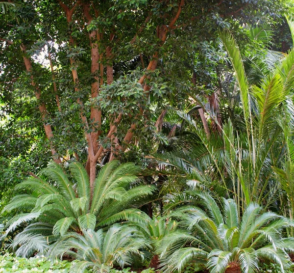 Hermoso bosque tropical — Foto de Stock