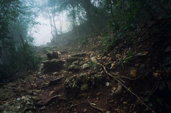 Путь через лес в горах — стоковое фото