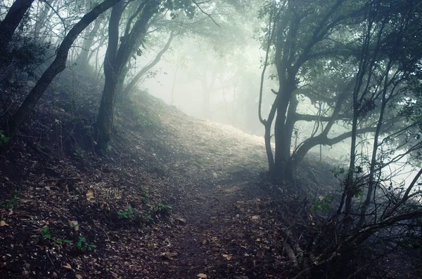 Weg durch den Wald in den Bergen — Stockfoto