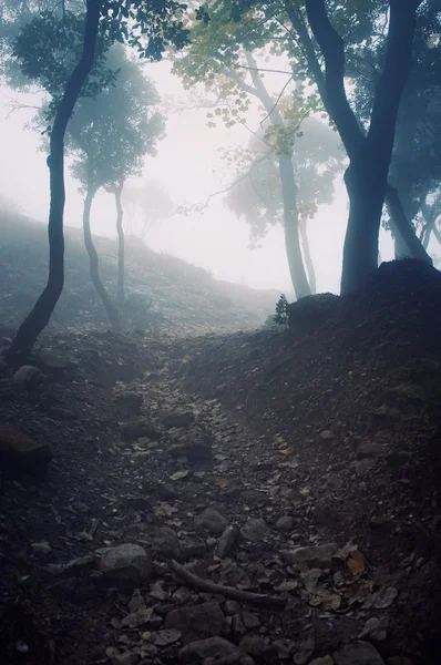 Διαδρομή μέσα από το Φορέστι στα βουνά — Φωτογραφία Αρχείου