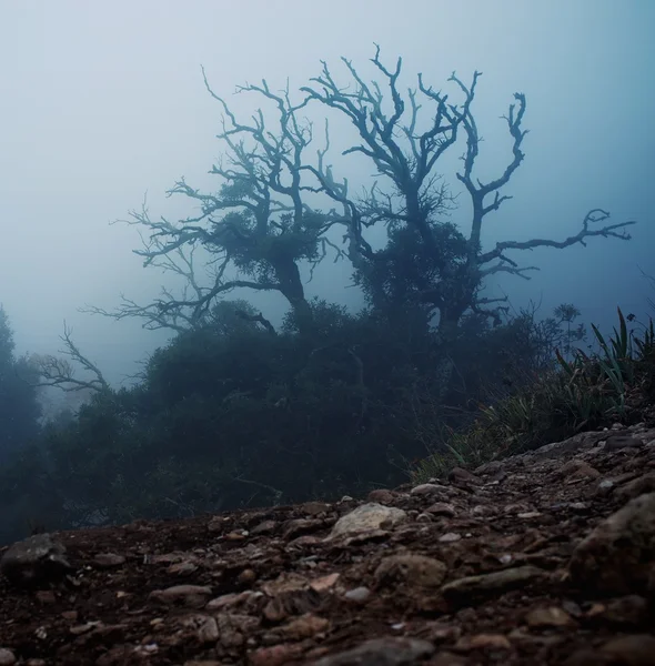 아침에 오래 된 유령 나무 — 스톡 사진