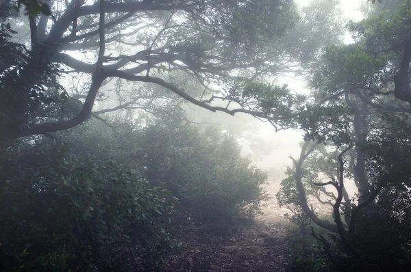 Διαδρομή μέσα από το δάσος στα βουνά — Φωτογραφία Αρχείου
