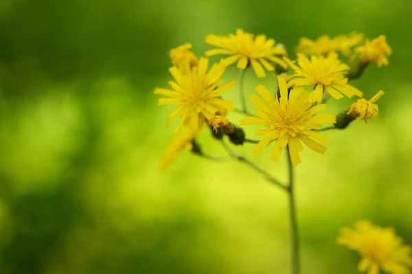 緑の背景をぼかし上の黄色の花 — ストック写真
