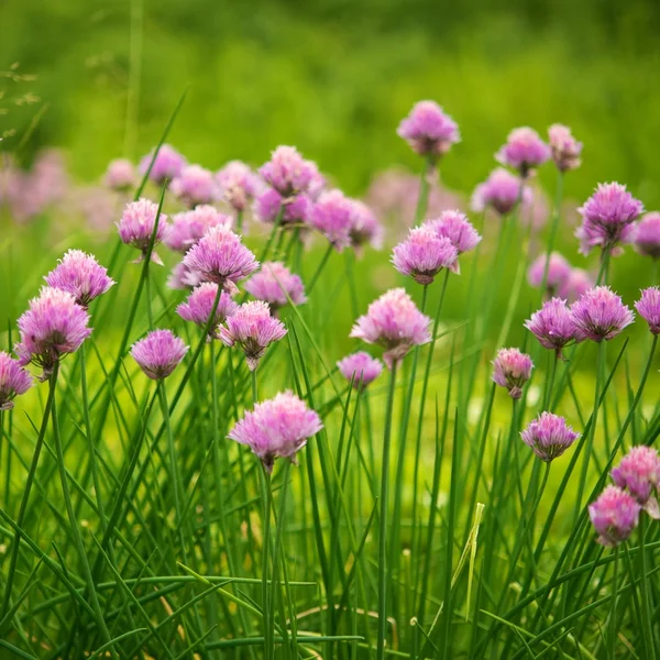Закри пурпурні квіти — стокове фото