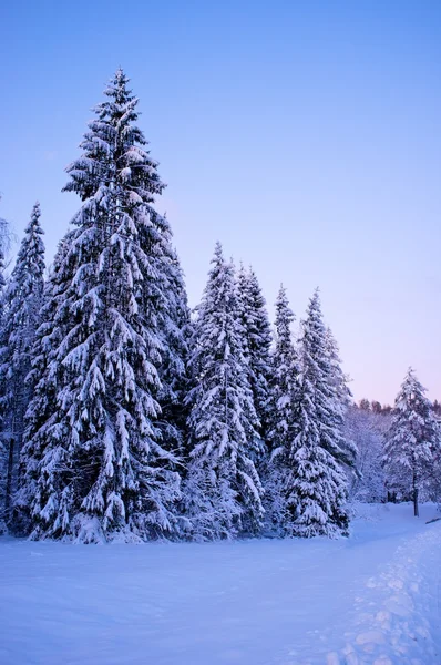 Güzel kış manzarası — Stok fotoğraf
