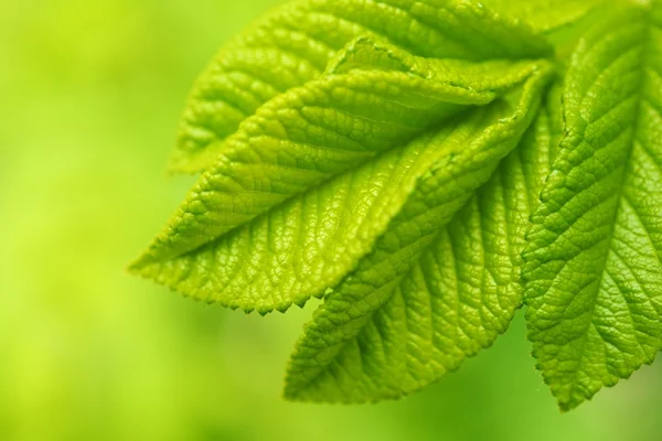 Όμορφα πράσινα φύλλα close-up — Φωτογραφία Αρχείου
