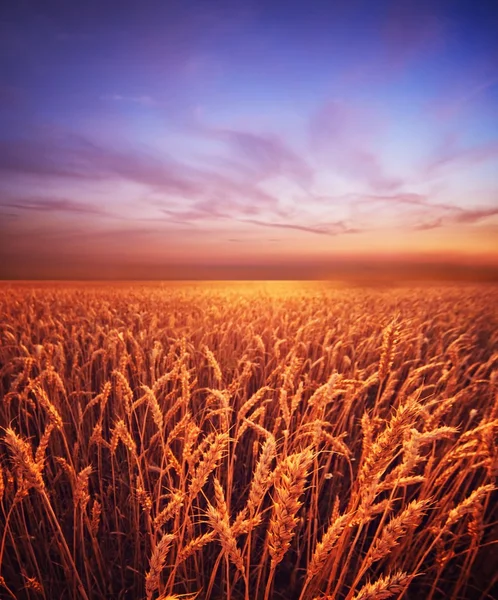 Céu de tarde bonito sobre campo de trigo — Fotografia de Stock