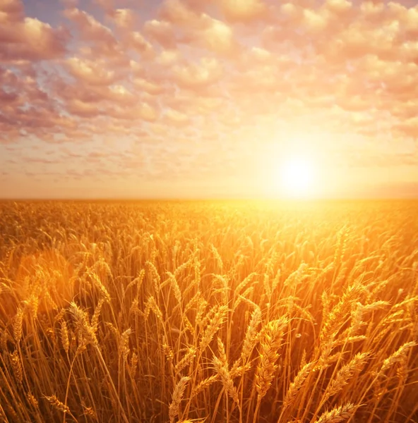 Pšeničné pole nad zamračená obloha — Stock fotografie