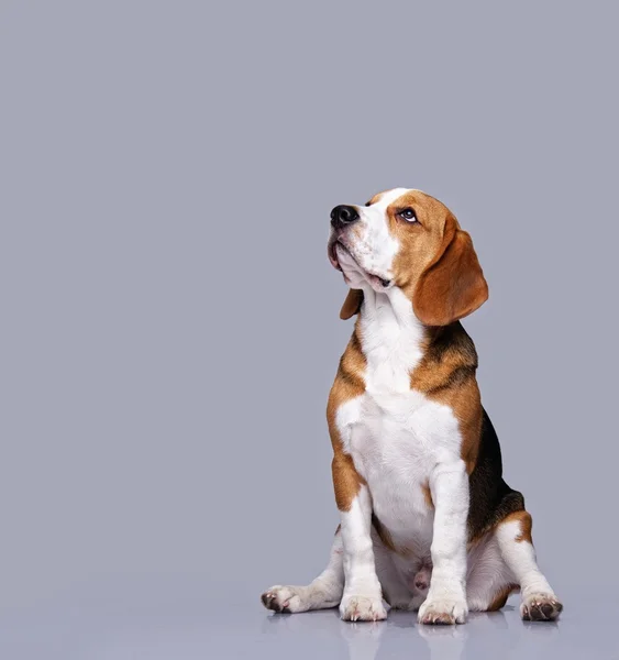 Gri arka plan üzerinde izole beagle köpek — Stok fotoğraf