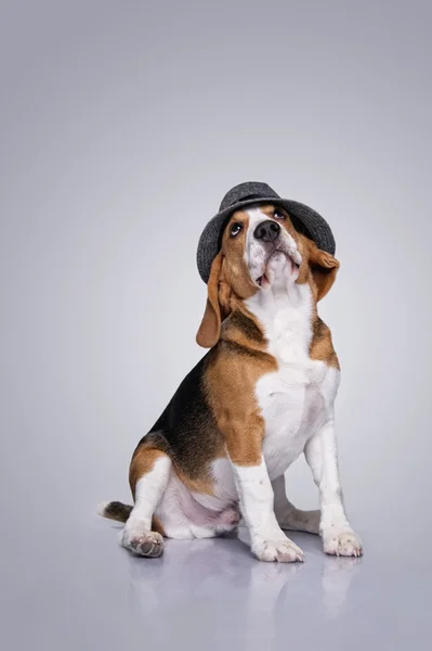 बीगल कुत्ता टोपी पहन रहा है — स्टॉक फ़ोटो, इमेज