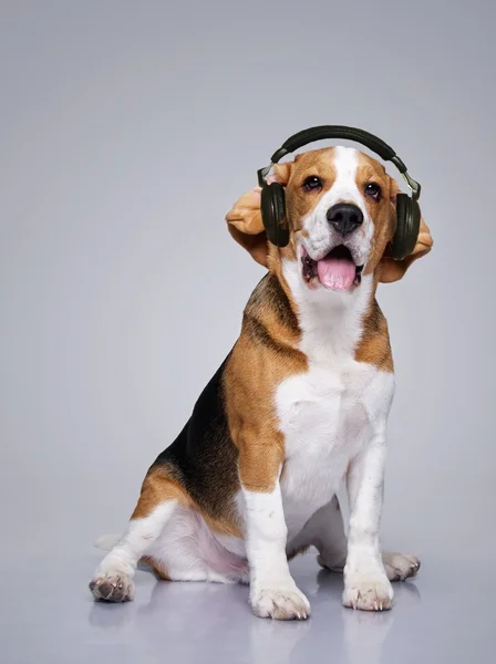 Beagle-Hund trägt Kopfhörer — Stockfoto