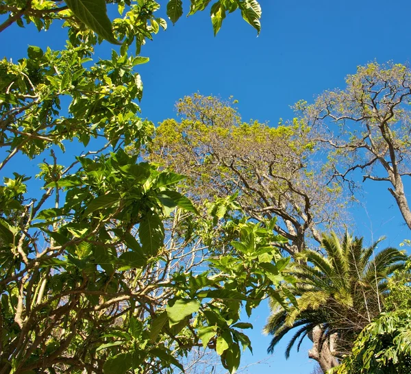 Κλαδιά δέντρων ενάντια στον γαλάζιο ουρανό — Φωτογραφία Αρχείου