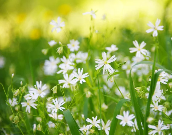 Schöne Blumenwiese — Stockfoto