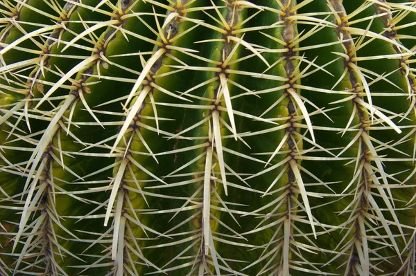 Kaktus closeup. — Stock fotografie