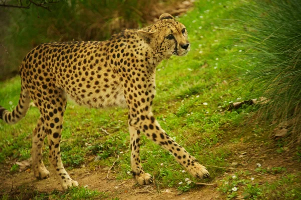 Cheetah outdoors — Stock Photo, Image