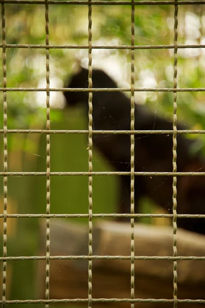 Bir hayvanat bahçesi hayvan — Stok fotoğraf