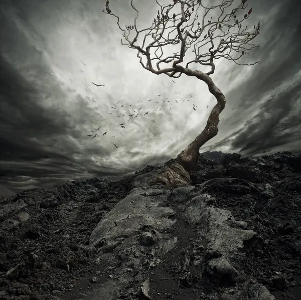 Dramatyczne niebo nad Starym, samotnym drzewem — Zdjęcie stockowe
