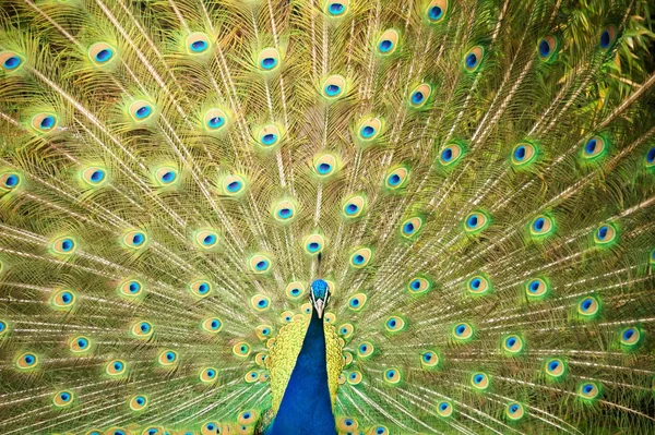 stock image Peacock spread the tail feathers