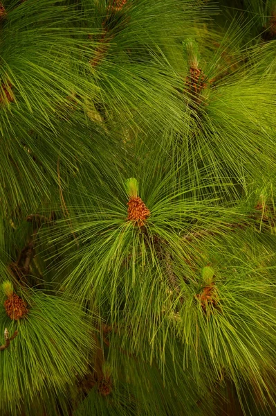 Close-Up köknar ağacı — Stok fotoğraf