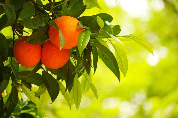 オレンジの木のクローズ アップ — ストック写真