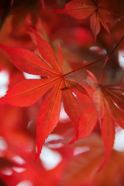 Belle foglie rosse — Foto Stock