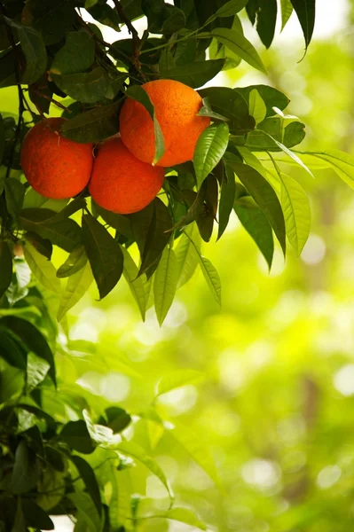 Крупный план апельсинового дерева — стоковое фото