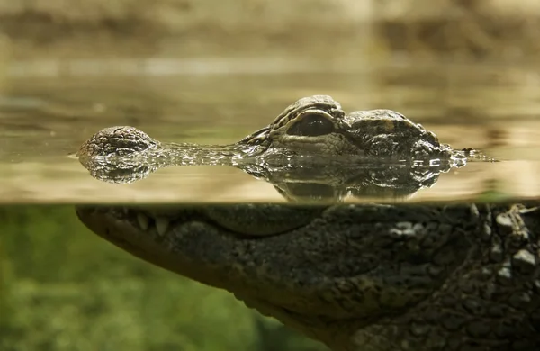 Crocodilo em uma água — Fotografia de Stock