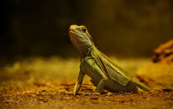 Perto de um lagarto — Fotografia de Stock