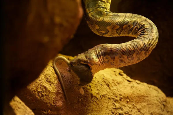Serpent manger une souris — Photo